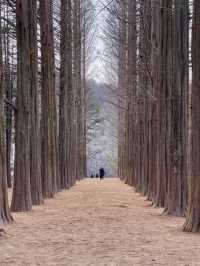 From Palaces to Alpacas: A Whirlwind Seoul Adventure
