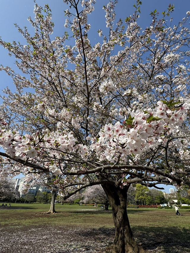 東京景點｜都立木場公園