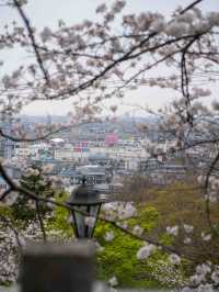 太田山公園で桜の美しさを堪能🌸