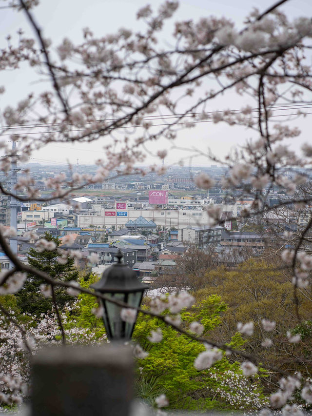 太田山公園で桜の美しさを堪能🌸