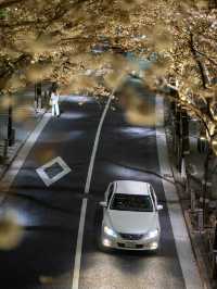 満開の桜トンネル！アークヒルズの見頃を狙って行こう
