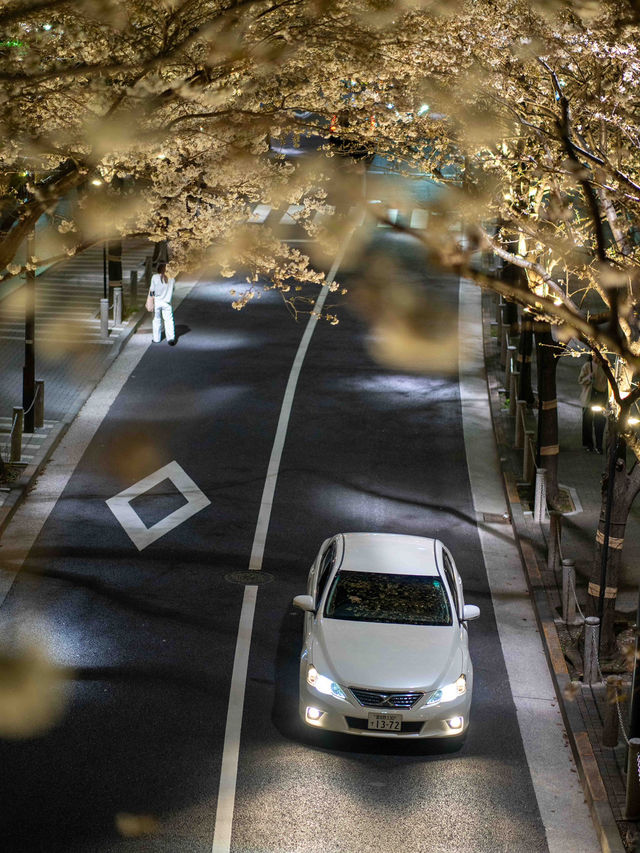満開の桜トンネル！アークヒルズの見頃を狙って行こう