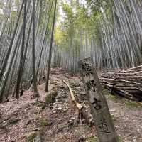 🇯🇵【熊野古道】紀伊路　世界遺産🌎
