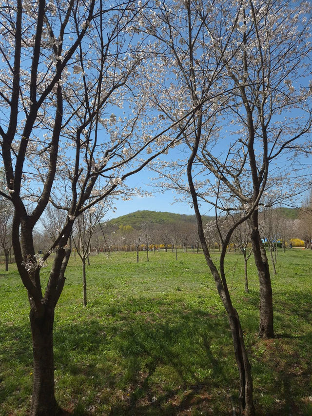“Incheon in Bloom: Cherry Blossom Dreams at Grand Park”