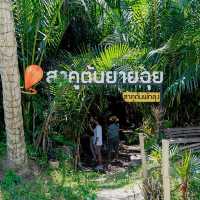 สาคูต้น พัทลุง