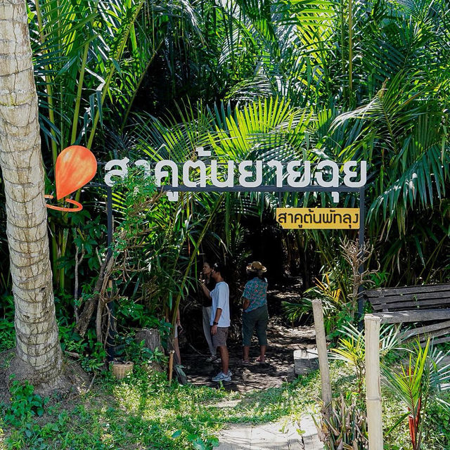 สาคูต้น พัทลุง
