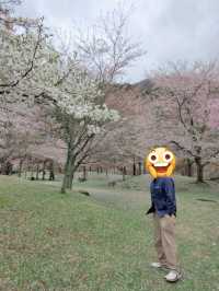 圧巻の桜