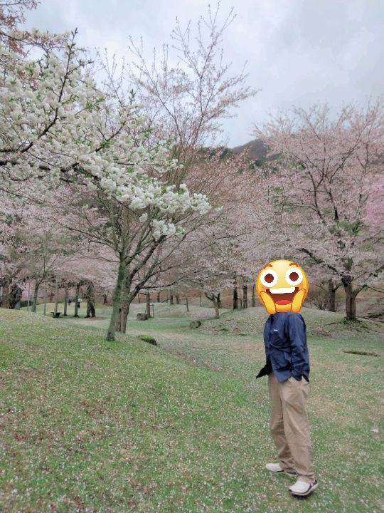 圧巻の桜