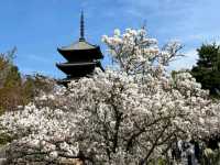 京都必遊賞櫻景點---仁和寺，御室櫻三絕