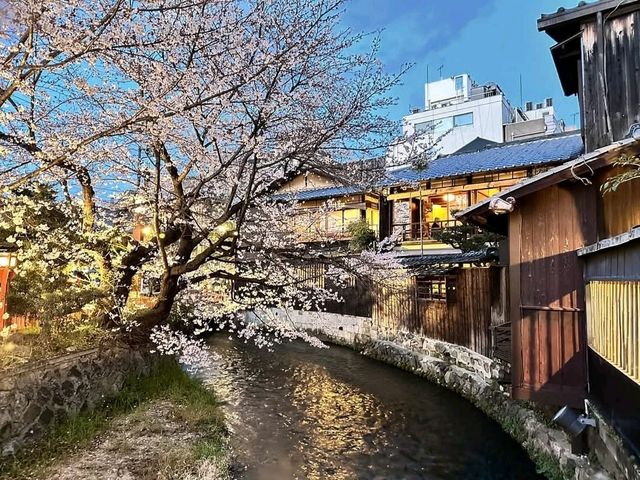 祇園白川賞夜櫻，漫步粉櫻綠柳的風雅浪漫