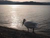 【こんな間近に】白鳥に癒される旅【屈斜路湖・砂湯】