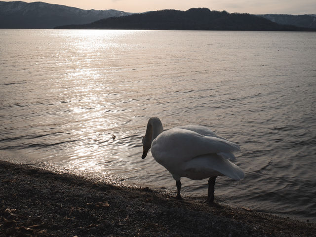 【こんな間近に】白鳥に癒される旅【屈斜路湖・砂湯】