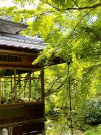 【京都】青紅葉、苔の緑、空、水の流れに魅了される素晴らしい空間