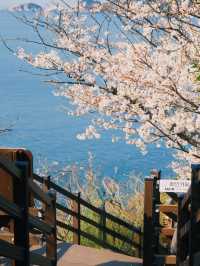 Coastal Sakura & Café Vibes: A Perfect Spring Day in Busan’s Yeongdo-gu! 