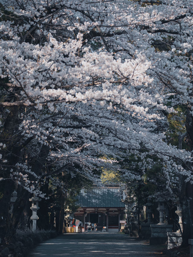 【山梨の花見スポット】河口湖にある富士御室浅間神社