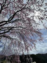 หมู่บ้านคายาบุกิโนะซาโตะ (Miyama Kayabuki no Sato)