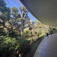 Campus in Bloom – A Serene Spring Walk Through Waseda University