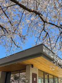 Spring's Best-Kept Secret: Hwagae’s 6km of Blossoms