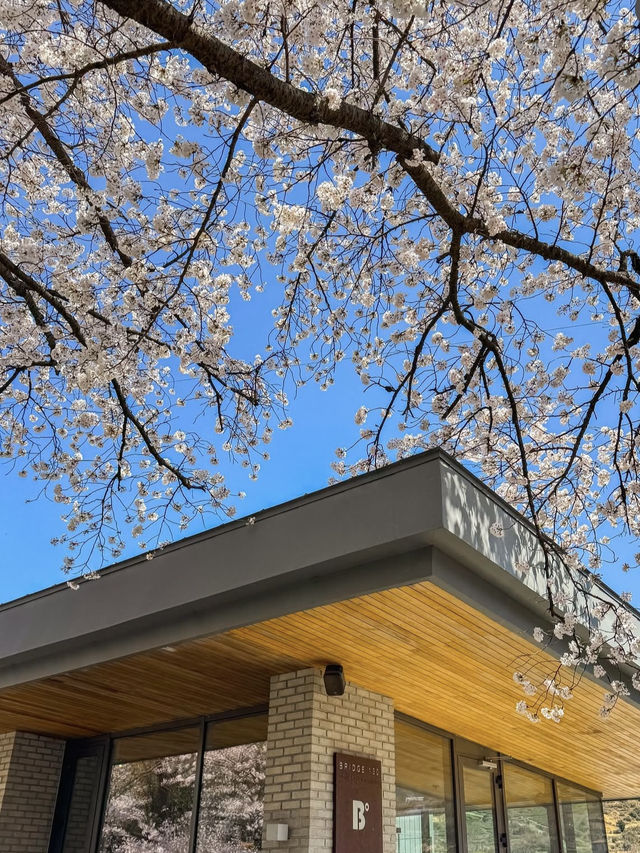 Spring's Best-Kept Secret: Hwagae’s 6km of Blossoms