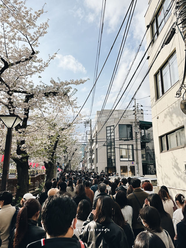 คลองเมกุโระ (Meguro River / 目黒川) ✨