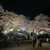 三輪南公園•夜櫻下的浪漫
