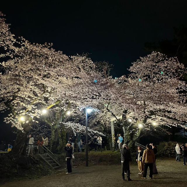 三輪南公園•夜櫻下的浪漫