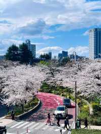 Petals and Peaks: Seattle’s Cherry Blossom Charm