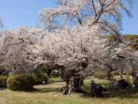 小石川植物園，東京大學附屬的賞櫻秘境
