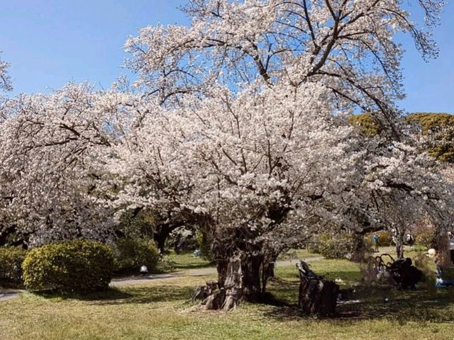 小石川植物園，東京大學附屬的賞櫻秘境
