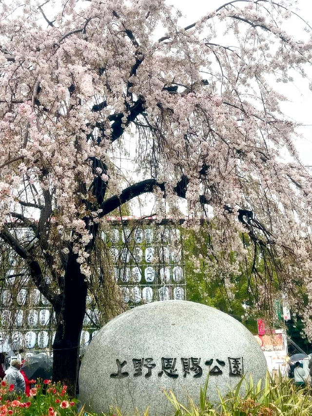 Tokyo Ueno Park Sakura Viewing Guide 🌸