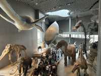 ชวนเที่ยว Shanghai natural history museum
