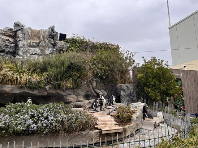 空飛ぶアシカ！？サンシャイン水族館@池袋🦭