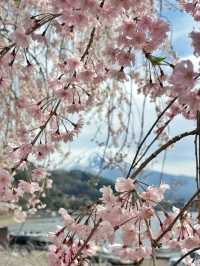Blossoms Above the Clouds: Cherry Magic at Tenjozan Park