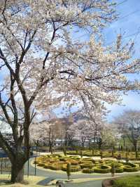 Spring Bloom Drive to Nakanojo Gardens