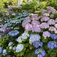 【鎌倉】鎌倉の紫陽花 有名スポット長谷寺