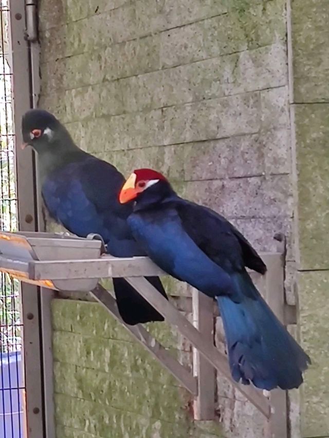 #鳳凰谷鳥園生態園區-南投縣鹿谷鄉
