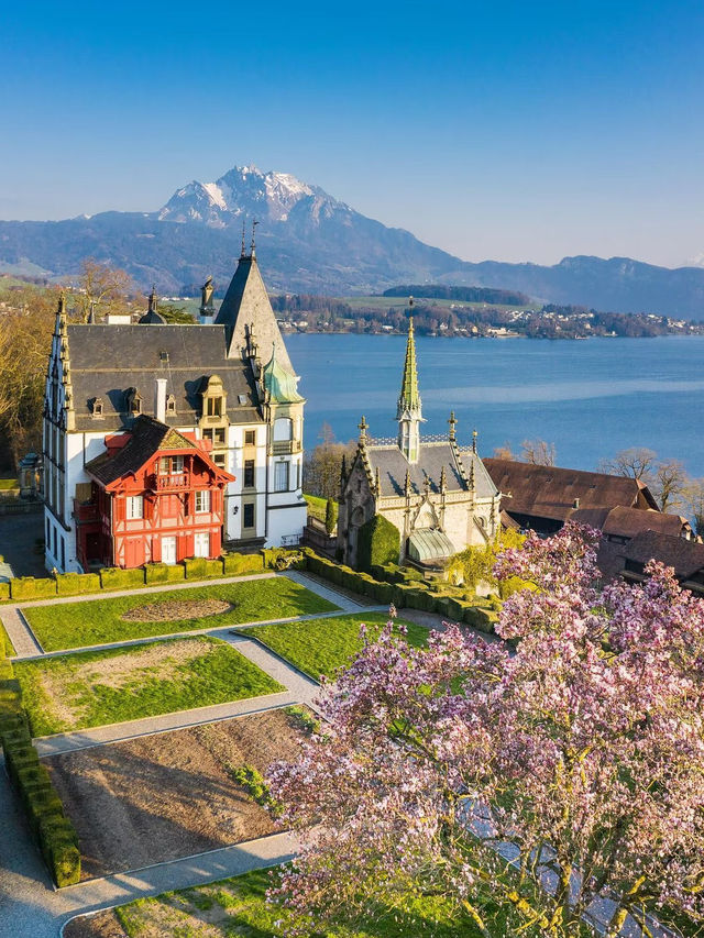 Zurich, Switzerland｜A Spring Stroll Beneath Sakura Streets