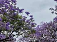 “Spring’s Eternal Kiss: Cherry Blossoms of Kunming”