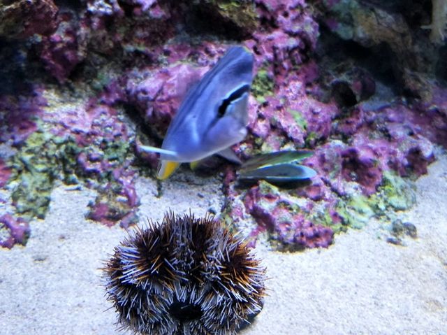 #新加坡S.E.A Aquarium-新加坡聖淘沙島