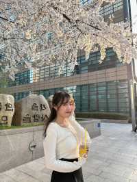 🌸首爾櫻花之旅🌸🇰🇷
