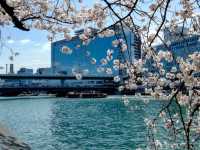 大阪城市綠洲---南天滿公園的櫻花長廊