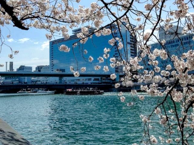 大阪城市綠洲---南天滿公園的櫻花長廊