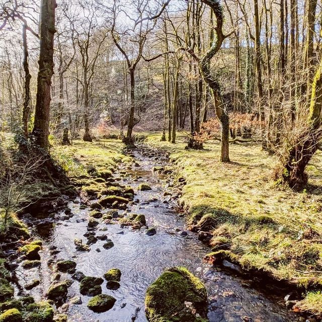 Grizedale Brook