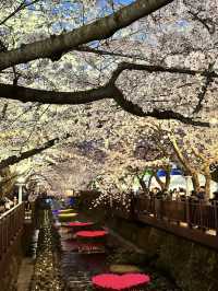 Cherry Blossom Season in Jinhae 🌸