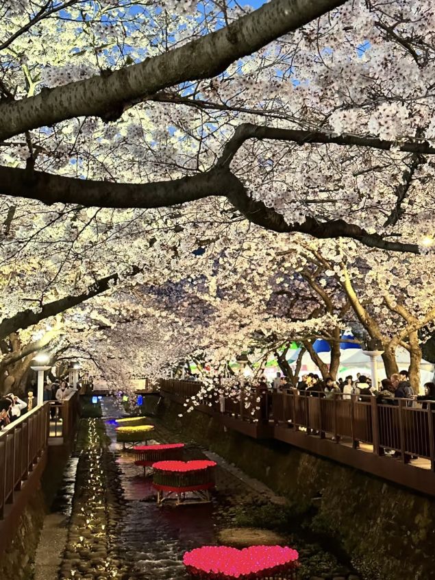 Cherry Blossom Season in Jinhae 🌸