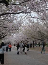 จุดชมซากุระปราสาทโอซาก้า(Osaka Castle) 