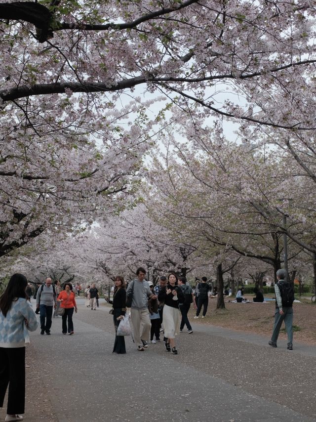 จุดชมซากุระปราสาทโอซาก้า(Osaka Castle) 