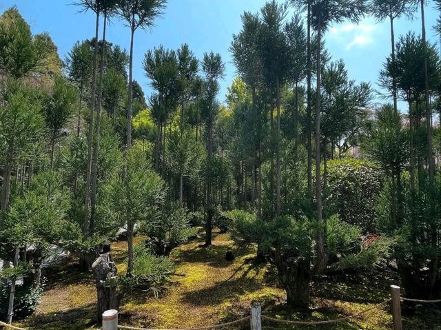 Rock Garden Feels at Ryoanji