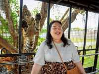 🐯 ให้อาหารเสือ ตื่นเต้นสุดๆ แค่ศรีราชา 