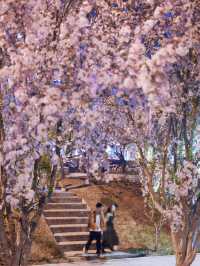 🌸✨ Nighttime in Beijing is full of surprises